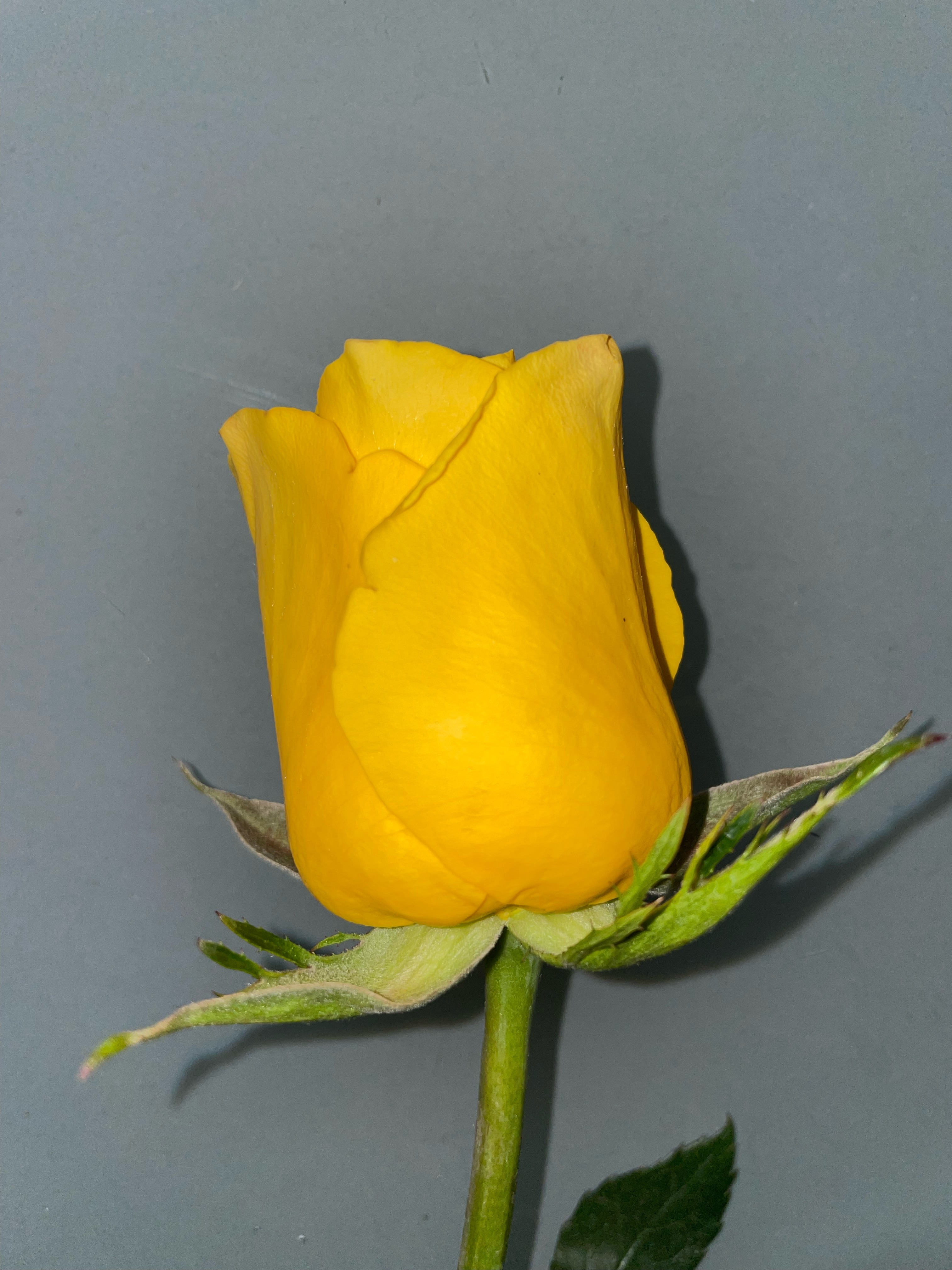 Yellow Rose